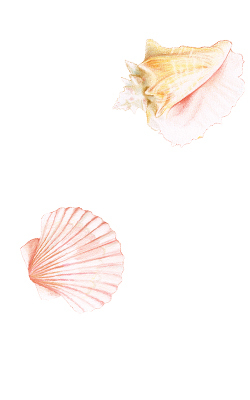 0820_Shells_Fold_BorderRight.jpg